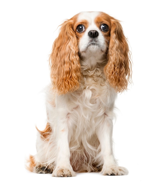 Cavalier King Charles davanti a un muro bianco