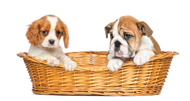 Cavalier King Charles e cuccioli Bulldog inglese