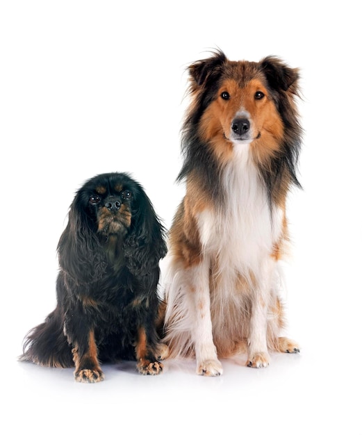 Cavalier King Charles e il pastore delle Shetland