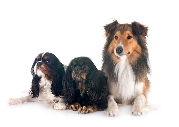 Cavalier King Charles e il pastore delle Shetland