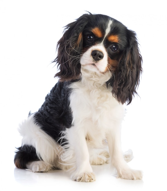 Cavalier King Charles seduto e guardando dritto