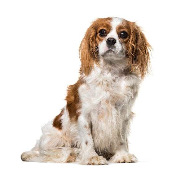 Cavalier King Charles seduto, isolato