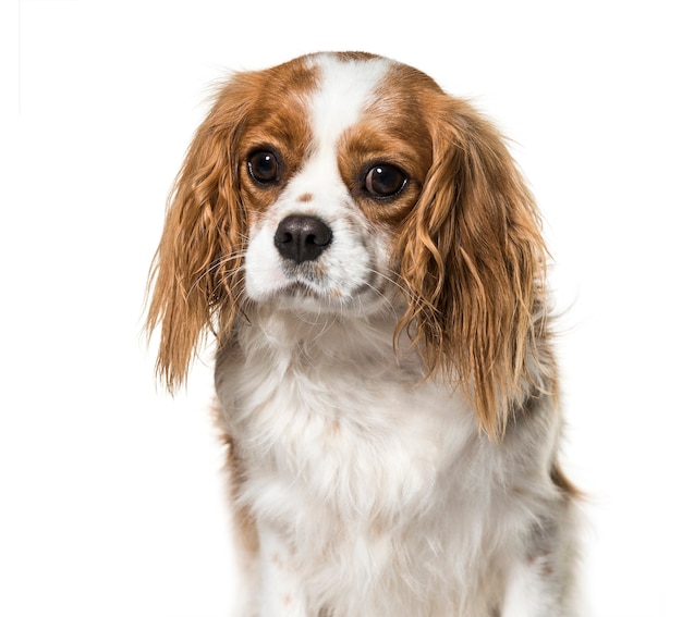 Cavalier King Charles Spaniel, 2 anni, davanti a sfondo bianco