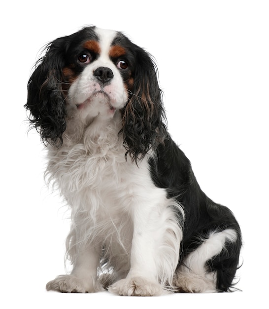 Cavalier King Charles Spaniel, 5 anni, seduto di fronte al muro bianco