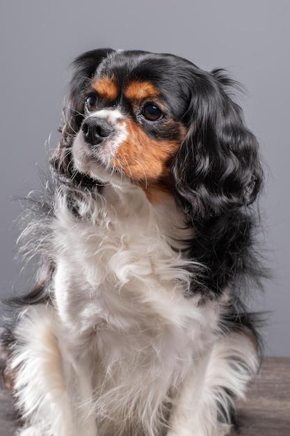 Cavalier King Charles Spaniel cani ritratto da studio