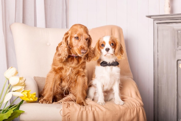 Cavalier King Charles Spaniel cucciolo di cane e English Cocker Spaniel cane seduti insieme