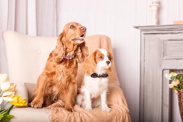 Cavalier King Charles Spaniel cucciolo di cane e English Cocker Spaniel cane seduti insieme