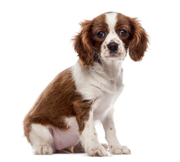 Cavalier King Charles Spaniel cucciolo seduto