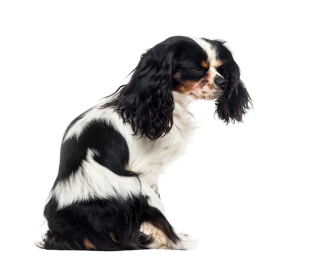 Cavalier King Charles Spaniel davanti a un muro bianco