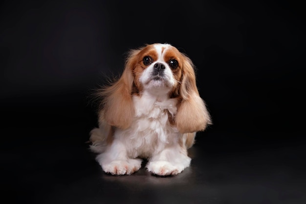 Cavalier King Charles spaniel sdraiato tranquillamente su uno sfondo nero alzando un po' lo sguardo