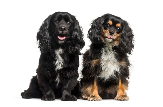 Cavalier King Charles Spaniel seduto di fronte a uno sfondo bianco