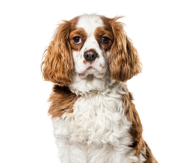 Cavalier King Charles Spaniel su sfondo bianco