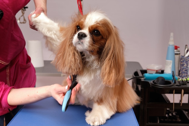 Cavalier King Charles Spaniel sul tavolo da toelettatura al salone di bellezza per cani. Una toelettatrice gratta il pelo di un cane.