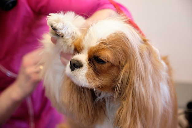 Cavalier King Charles spaniel sulle procedure di toelettatura nel salone in attesa di animali.