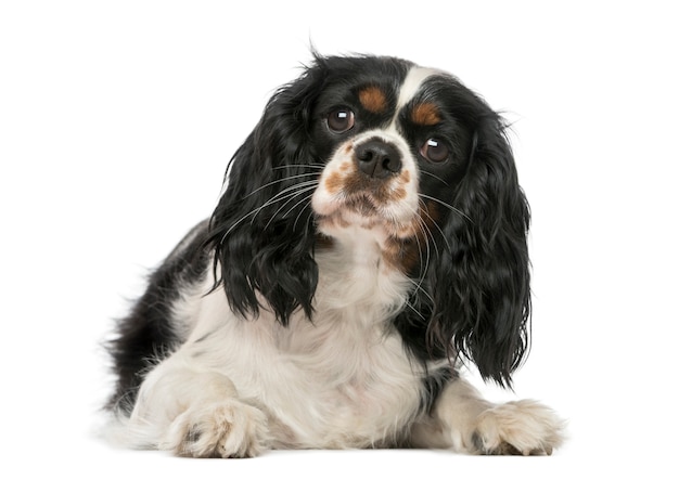 Cavalier King Charles Spaniel