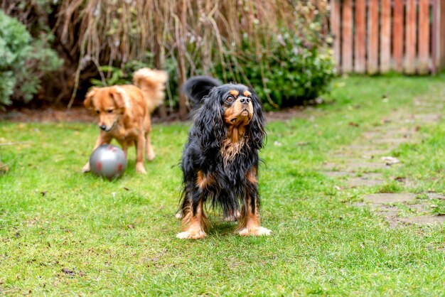 Cavalier king charles spaniel