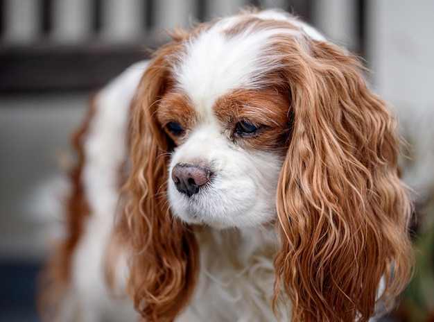 Cavalier king charles spaniel