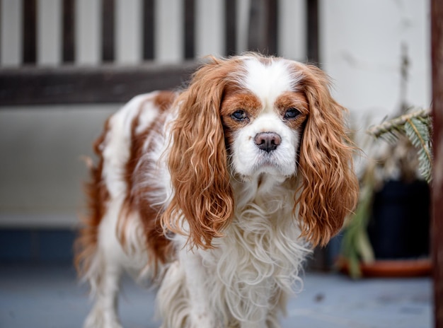 Cavalier king charles spaniel