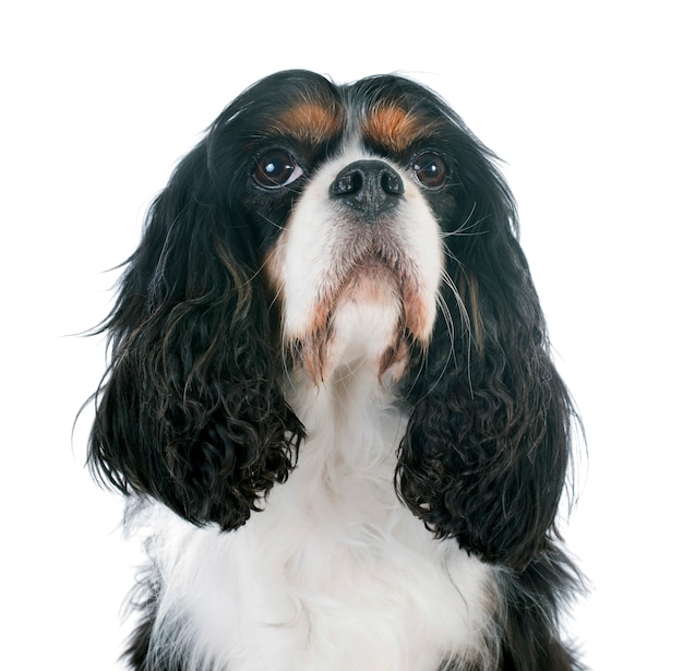 cavalier king charles