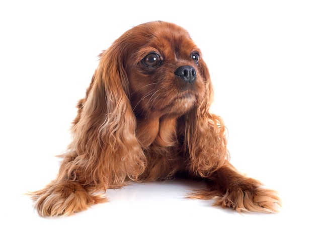 cavalier king charles