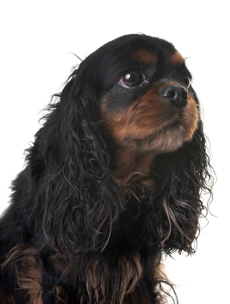 cavalier king charles