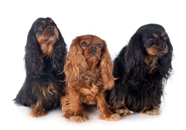 Cavalier King Charles