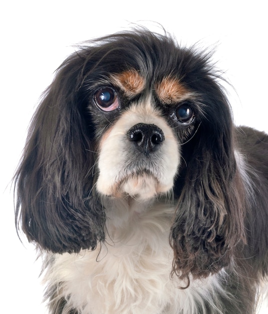 Cavalier King Charles