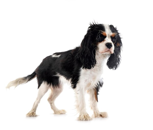 Cavalier king charles