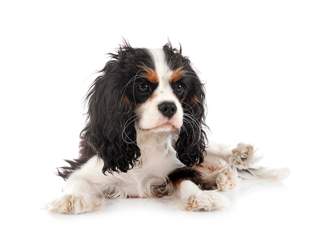 Cavalier king charles