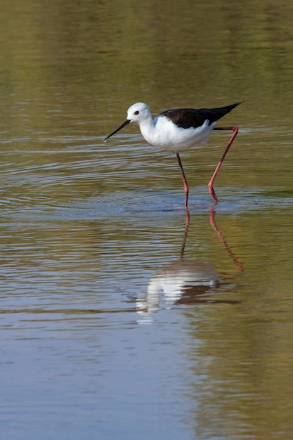 Cavaliere d'Italia Himantopus himantopus