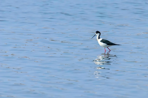 Cavaliere d'Italia in acque poco profonde (Himantopus himantopus)