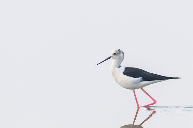 Cavaliere d'Italia nella riflessione di acque poco profonde (Himantopus himantopus)