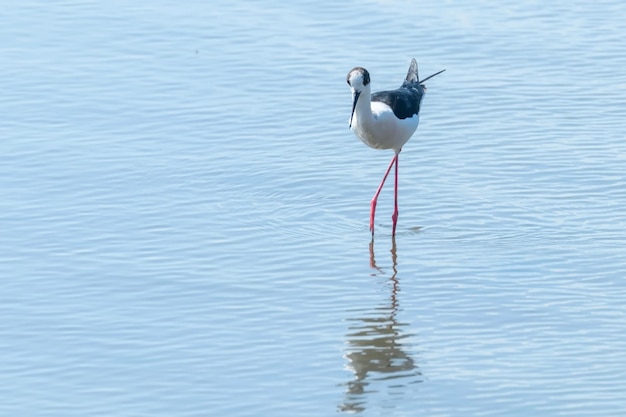 Cavaliere d'Italia trampoliere d'acqua (Himantopus himantopus)