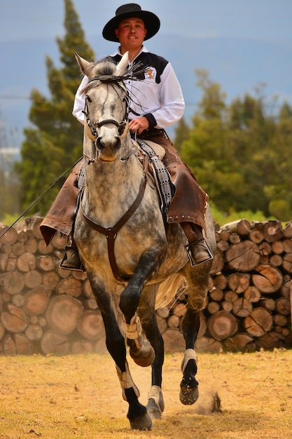 Cavaliere in dressage