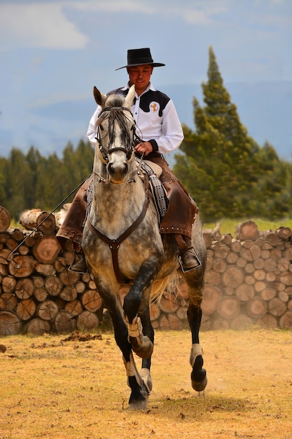 Cavaliere in dressage