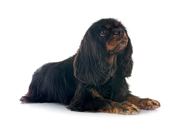 Cavaliere Re Carlo