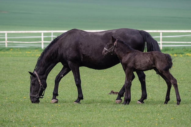 Cavalla nera kladrubian con puledro