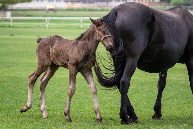 Cavalla nera kladrubian con puledro