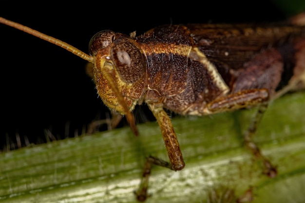 Cavalletta adulta dalle corna corte della famiglia Acrididae