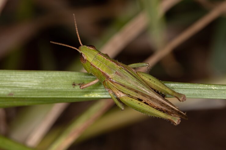 Foto cavalletta adulta stridulante obliqua della specie dichromorpha australis