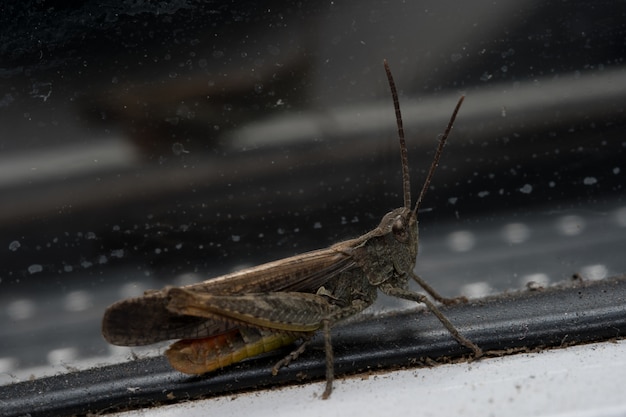 Cavalletta che si siede su una finestra. Foto a macroistruzione