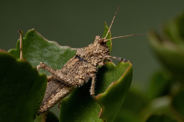 Cavalletta cornuta corta della famiglia Ommexechidae