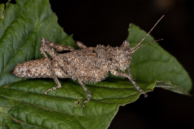 Cavalletta dalle corna corte della famiglia Ommexechidae