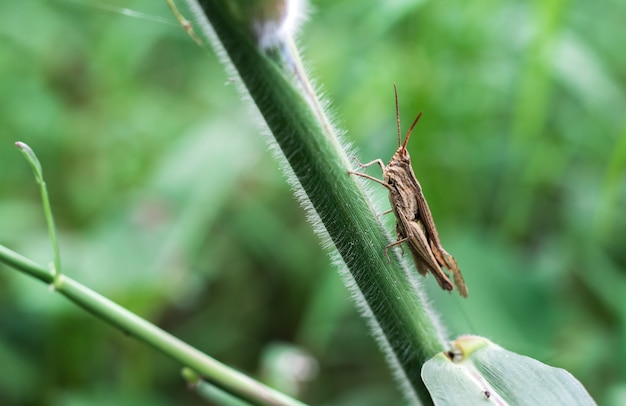 Cavalletta marrone seduto su un ramo di erba selvatica