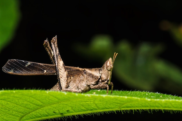 Cavalletta marrone su foglia