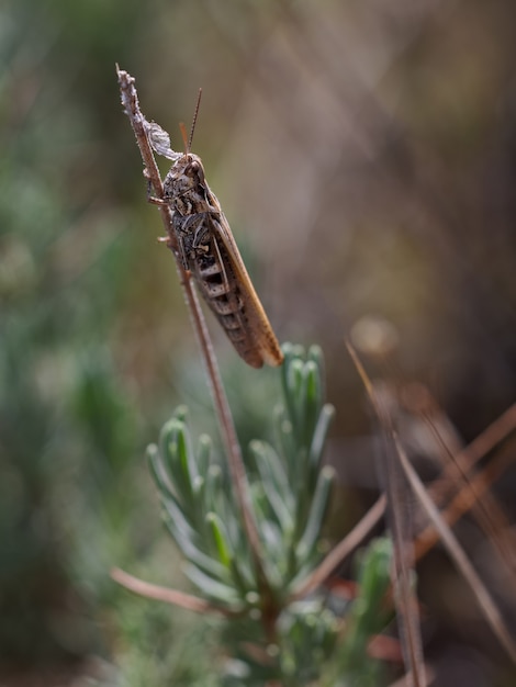 Cavalletta nel suo ambiente naturale.