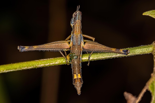 Cavalletta scimmia femmina