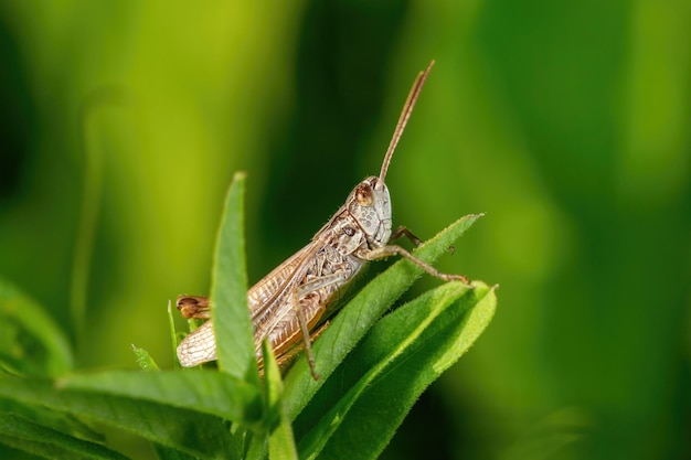 Cavalletta seduta su una fotografia macro foglia verde