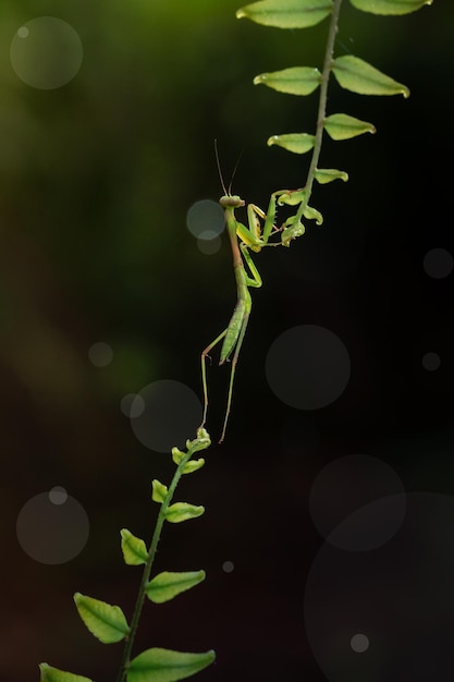 cavalletta su foglia di felce in primavera