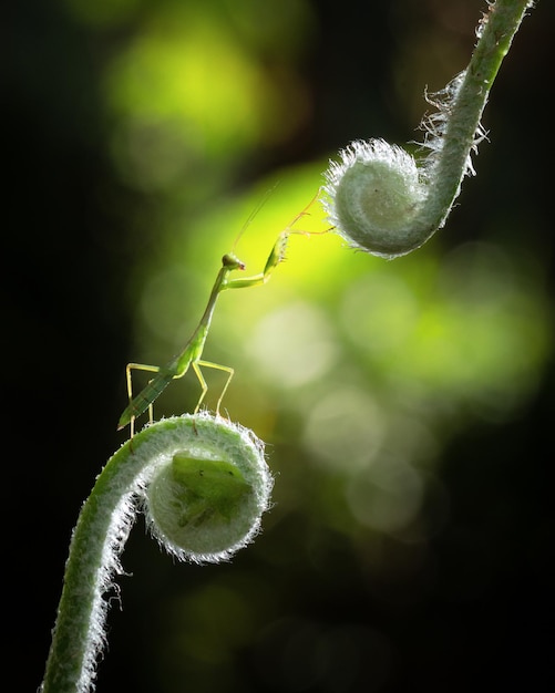 cavalletta su foglia di felce in primavera